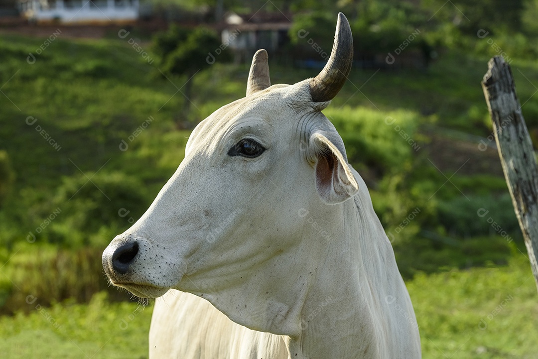 Gado sobre fazenda em pasto pastando