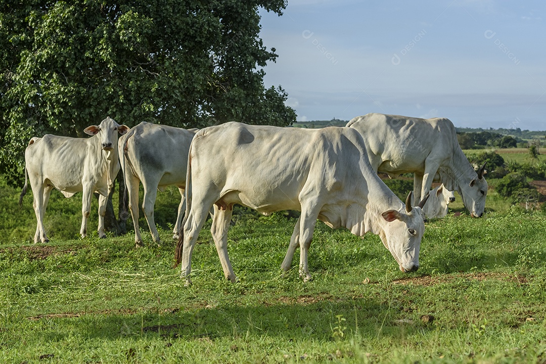 Gado sobre fazenda em pasto pastando