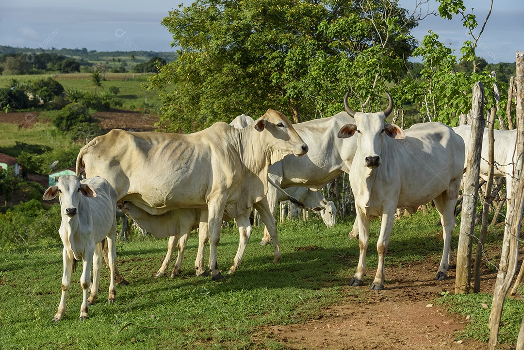 Gado sobre fazenda em pasto pastando