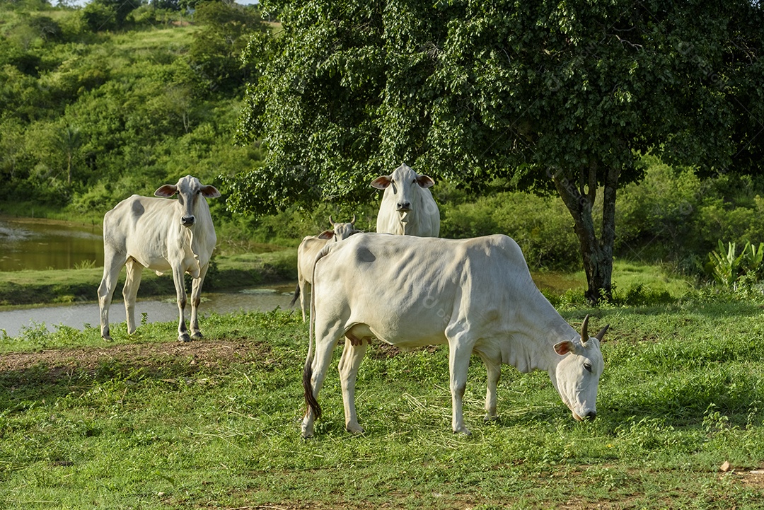 Gado sobre fazenda em pasto pastando