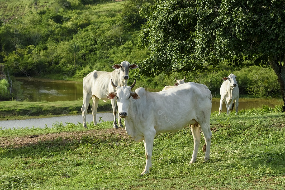Gado sobre fazenda em pasto pastando