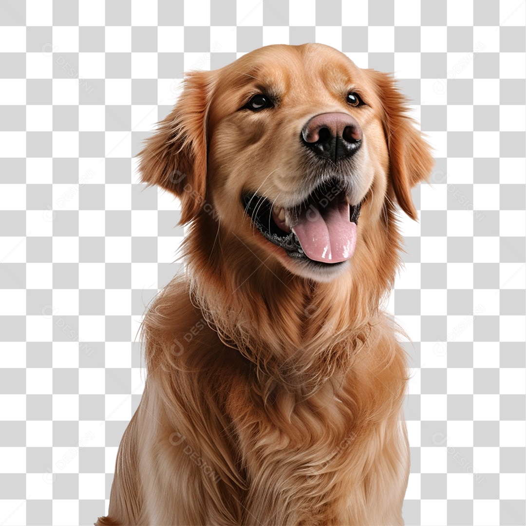 Cachorro Marrom PNG Transparente