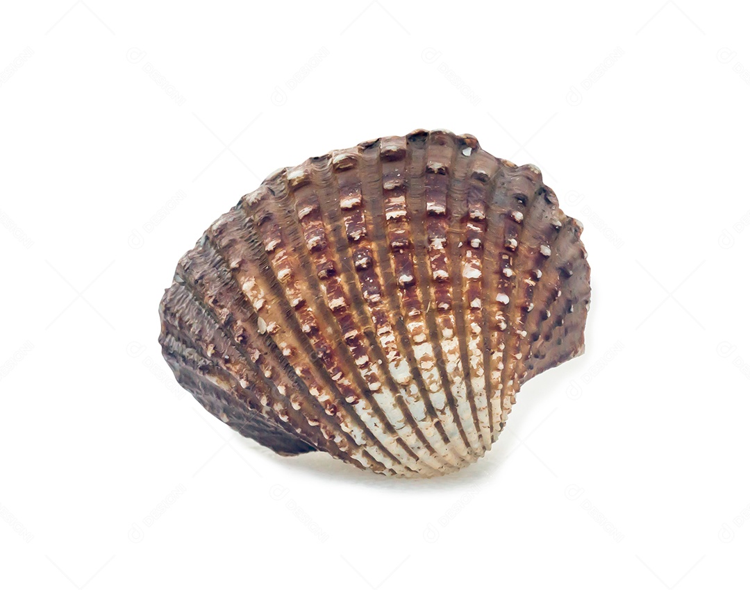 O único berbigão fresco é isolado no fundo branco com traçado de recorte.