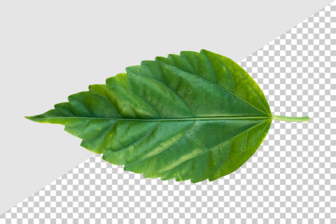 Elemento 3D Para Composição Folha PSD