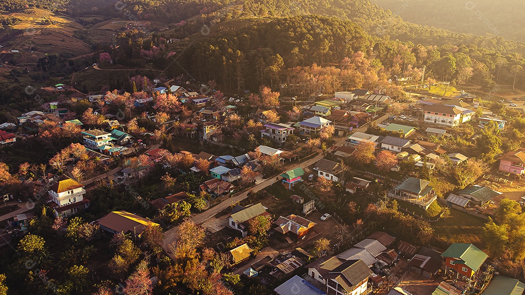 Paisagem de lindas cerejeiras selvagens do Himalaia florescendo flores rosa