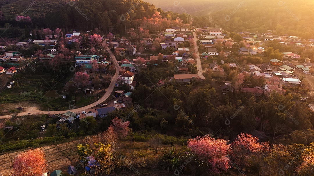Paisagem de lindas cerejeiras selvagens do Himalaia florescendo flores rosa