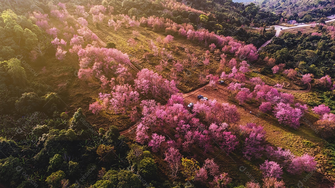 Paisagem de lindas cerejeiras selvagens do Himalaia florescendo flores rosa