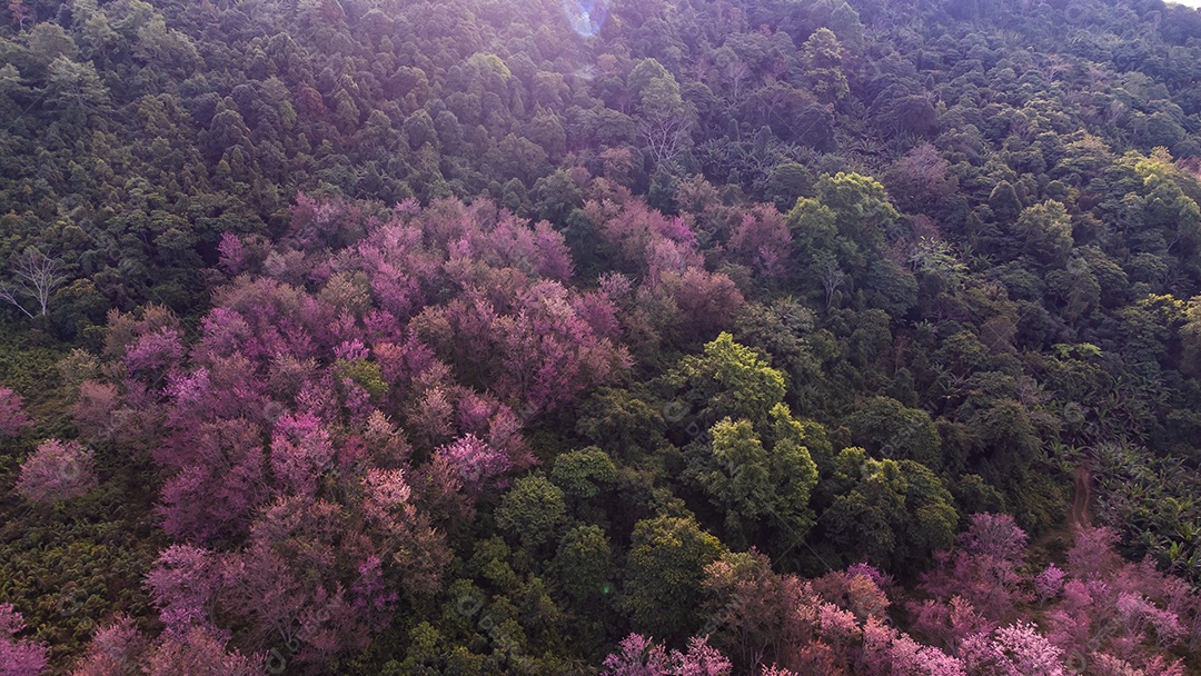 Paisagem de lindas cerejeiras selvagens do Himalaia florescendo flores rosa