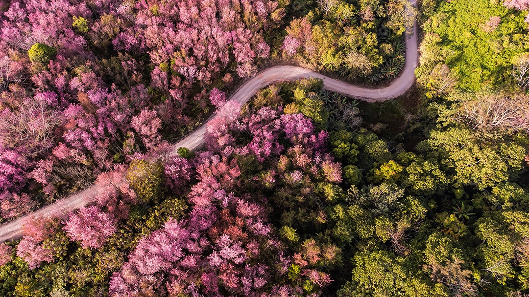 Paisagem de lindas cerejeiras selvagens do Himalaia florescendo flores rosa