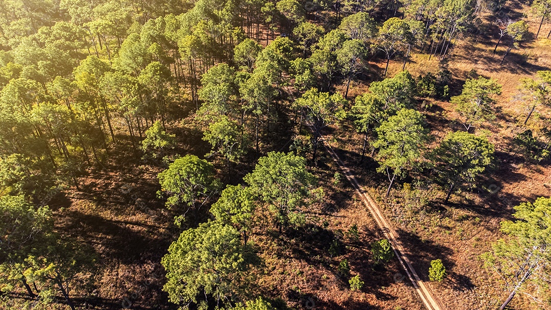 Floresta de pinheiros no verão no parque nacional Thung salaeng luang tailândia