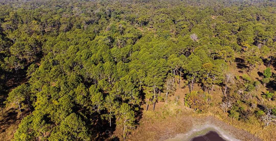 Floresta de pinheiros no verão no parque nacional Thung salaeng luang tailândia
