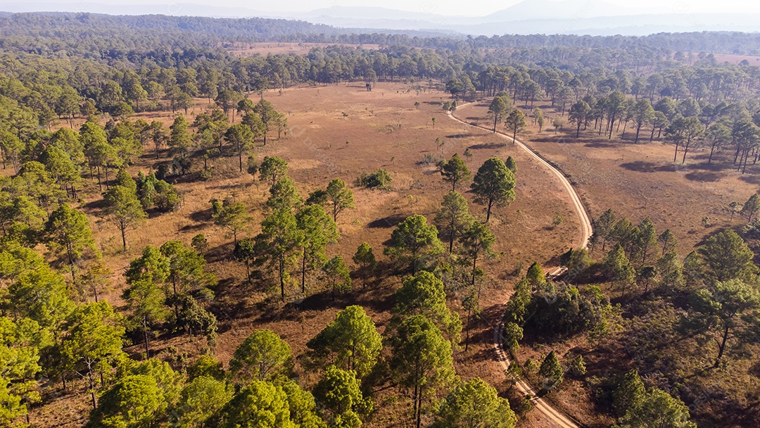 Floresta de pinheiros no verão no parque nacional Thung salaeng luang tailândia