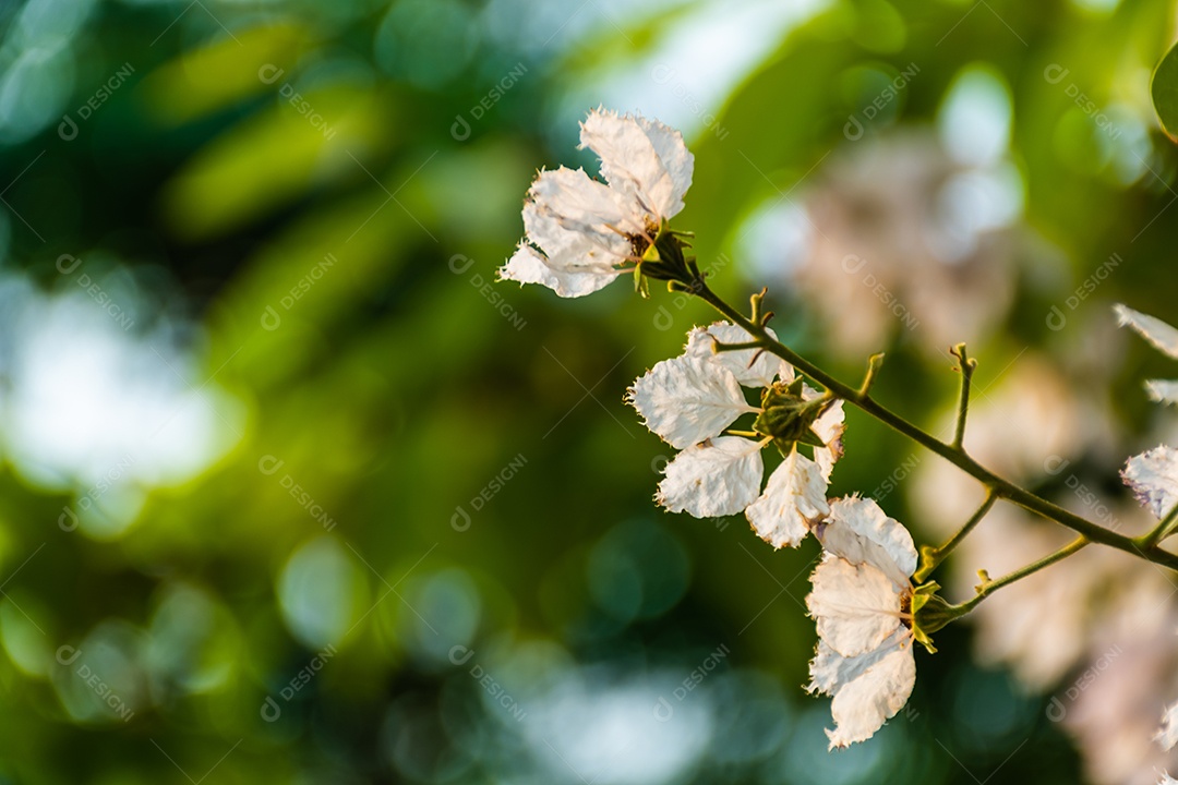 Linda flor de Lagerstroemia floribunda