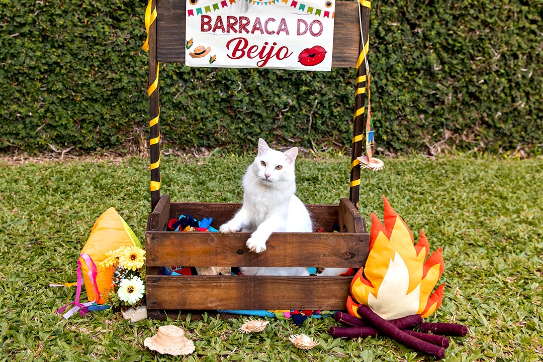 Gato branco na festa junina brasileira festa junina pet