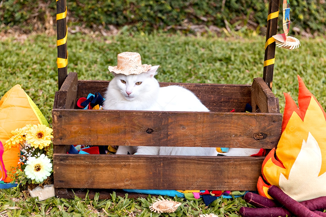 Gato branco na festa junina brasileira
