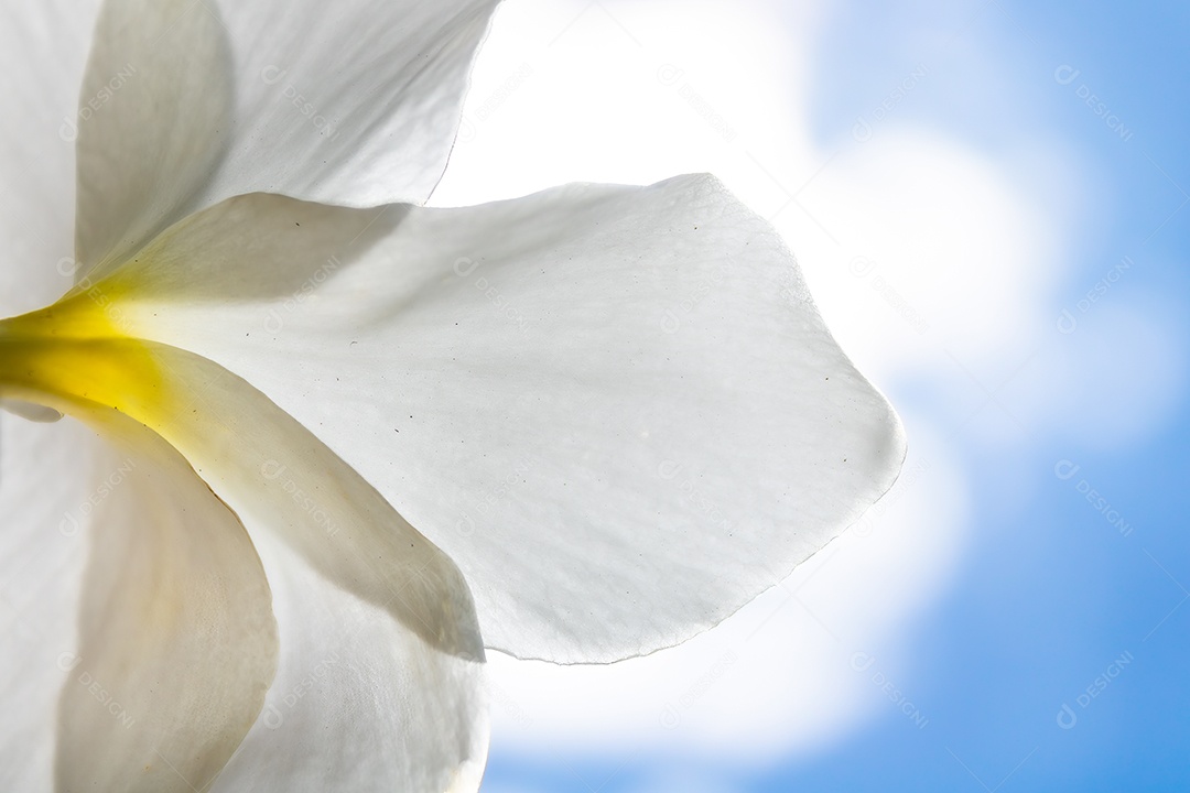 Flor branca na luz de fundo com o sol e a vegetação verde