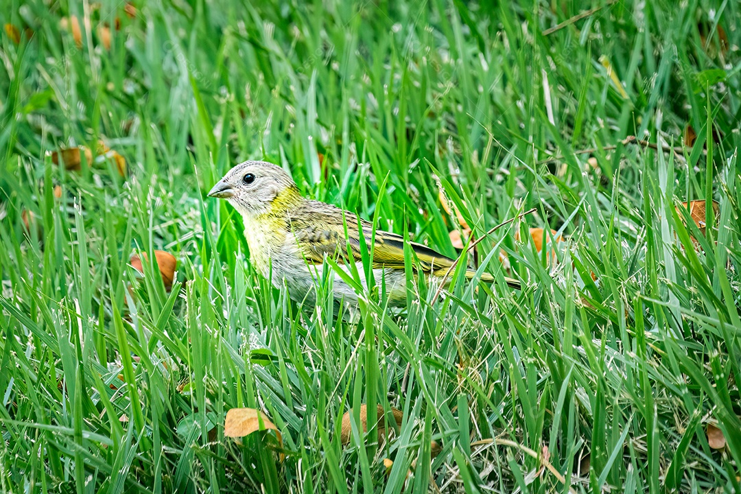 Pássaro canário belga empoleirado na grama verde.