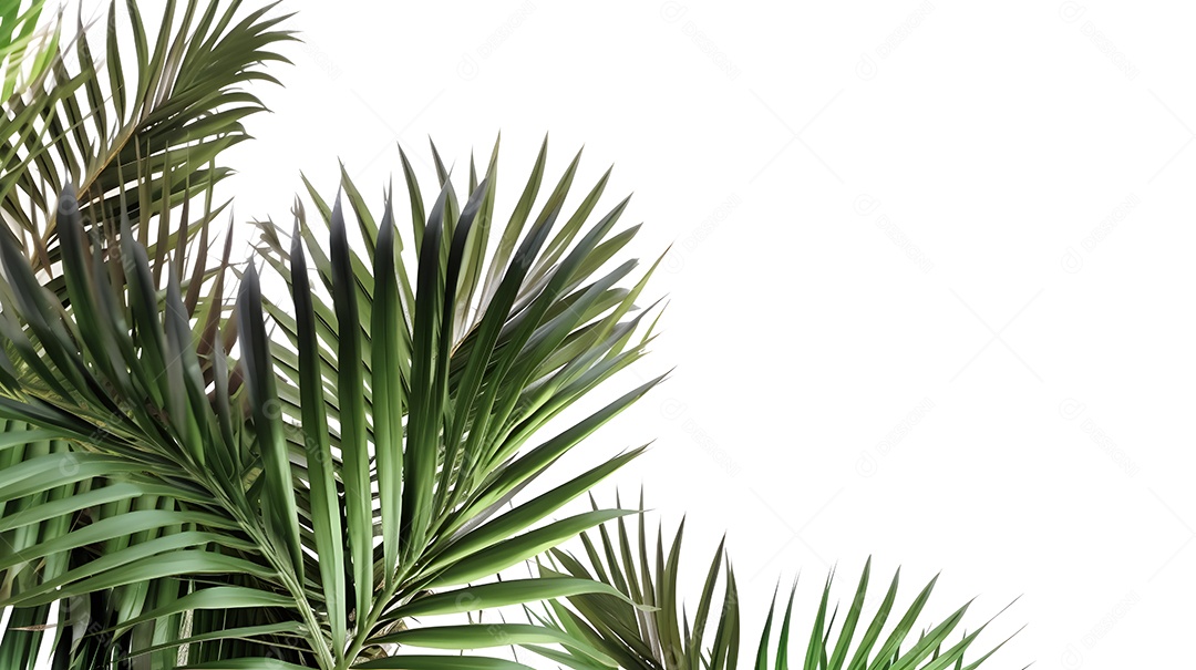Folhas de coqueiros sobre fundo isolado branco