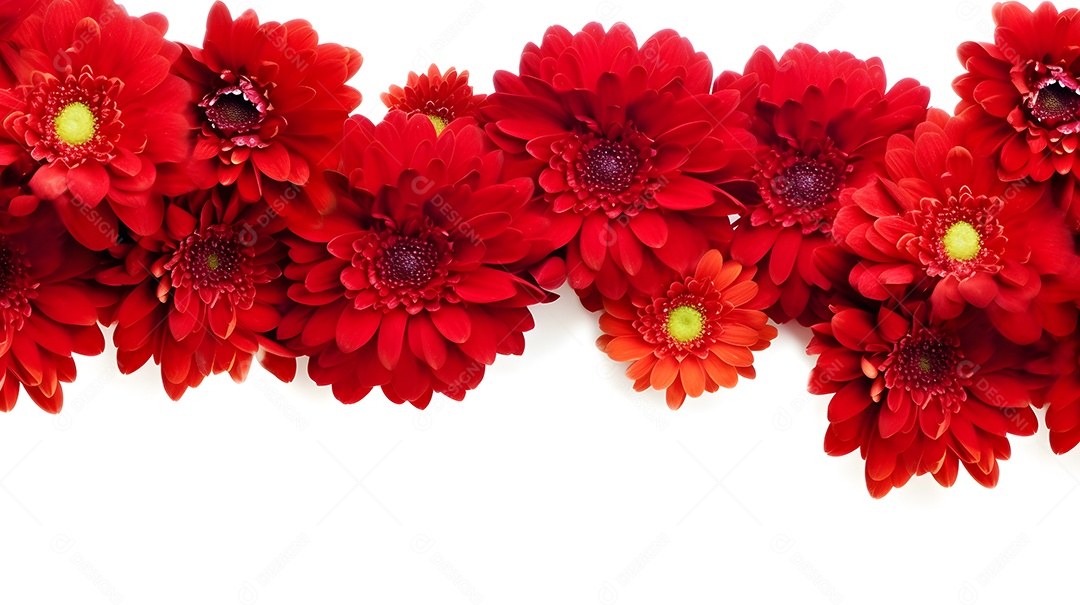 Lindas flores sobre fundo isolado