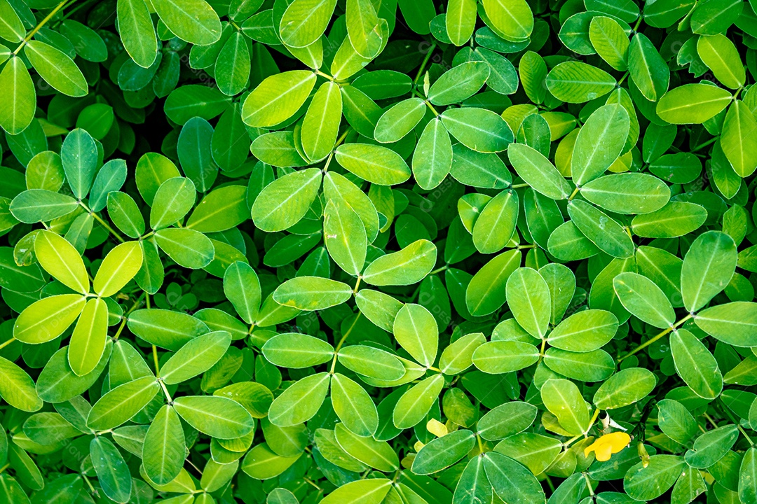 Padrão de pequenas folhas verdes de uma planta vista de cima.