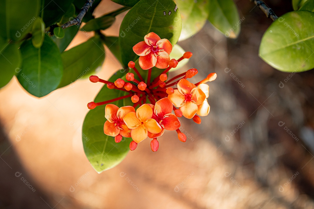 Pequena flor vermelha e folhas verdes em um fundo marrom.
