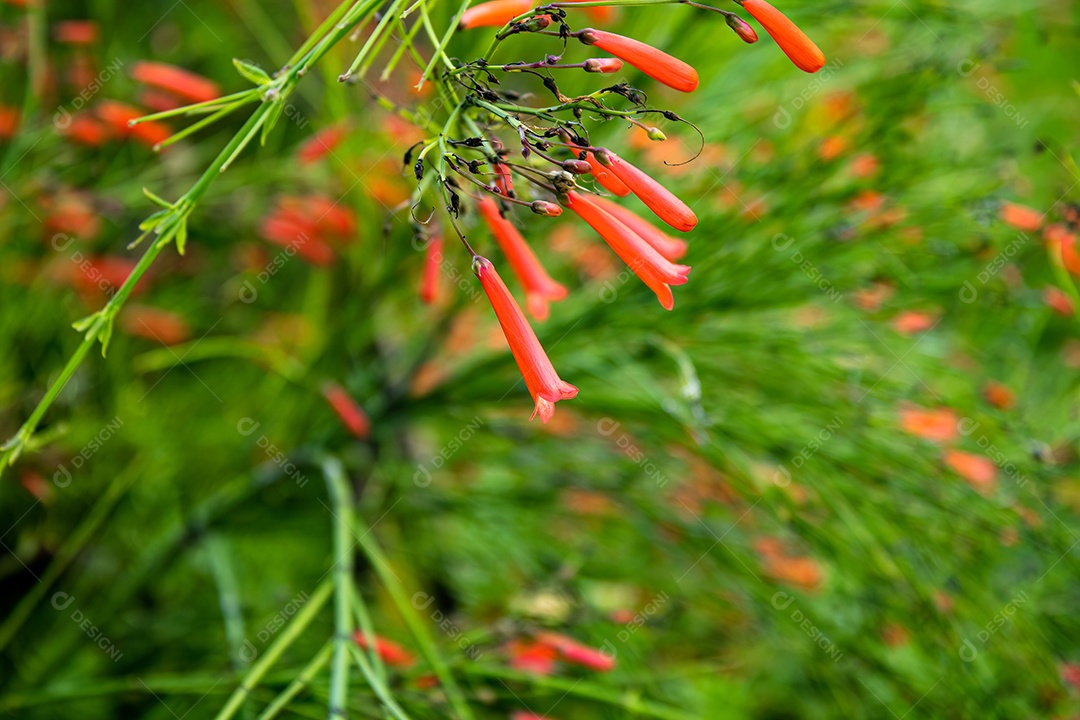 Pequenas flores vermelhas com fundo verde e hastes da planta