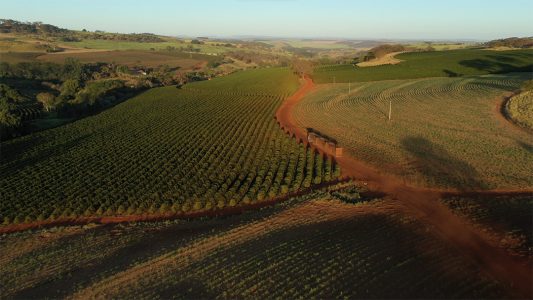 Vista de Drone de Caminhão Viaja para Próxima Plantação de Café no Estado de São Paulo