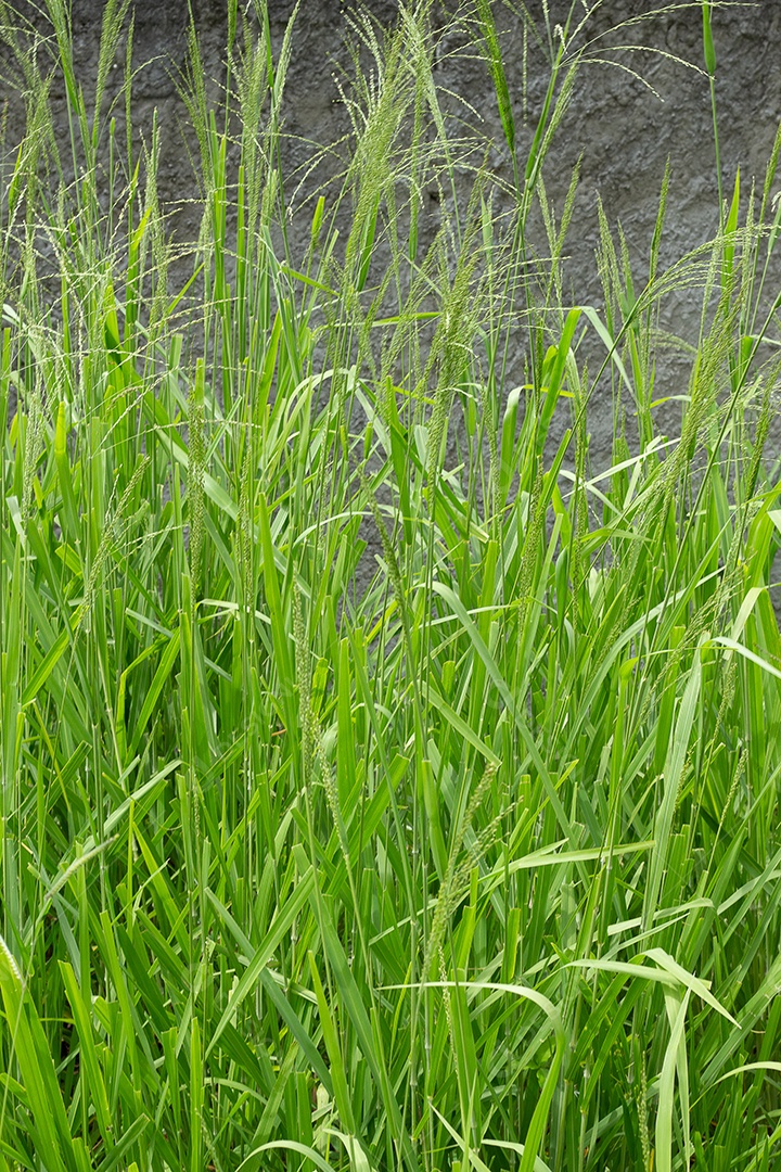 Grande grama verde deixa em dia nublado
