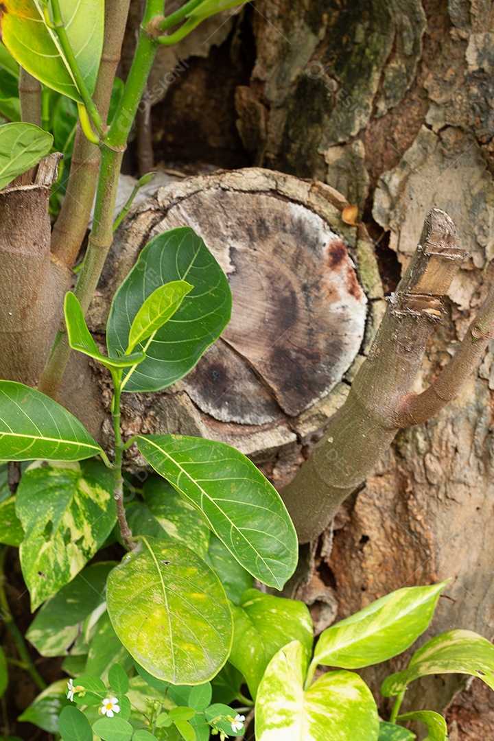 Corte de tronco de árvore