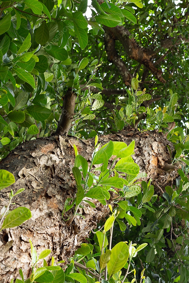 Visão inferior de árvore grande