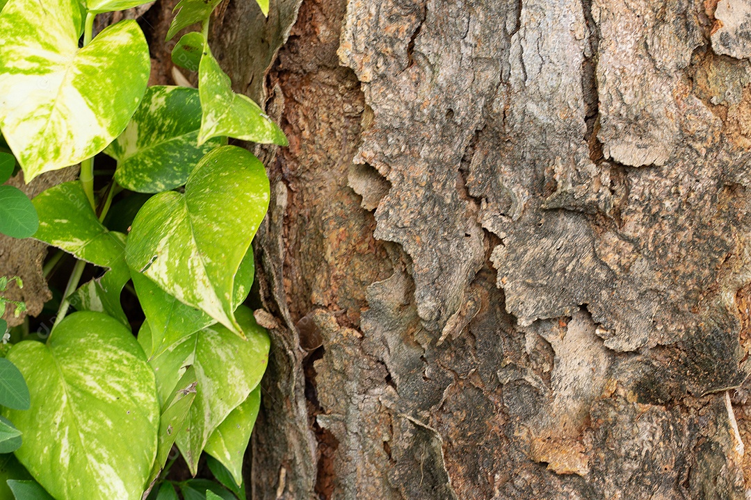 Folhas verdes ao lado da textura da árvore