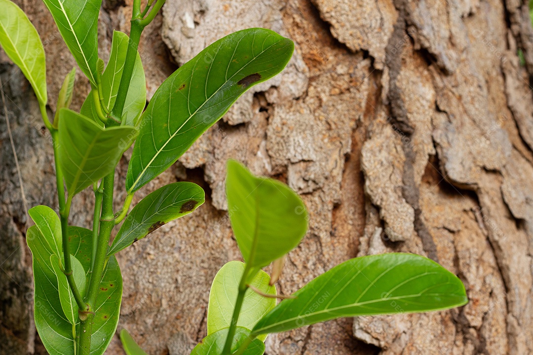 Folhas verdes ao lado da textura da árvore