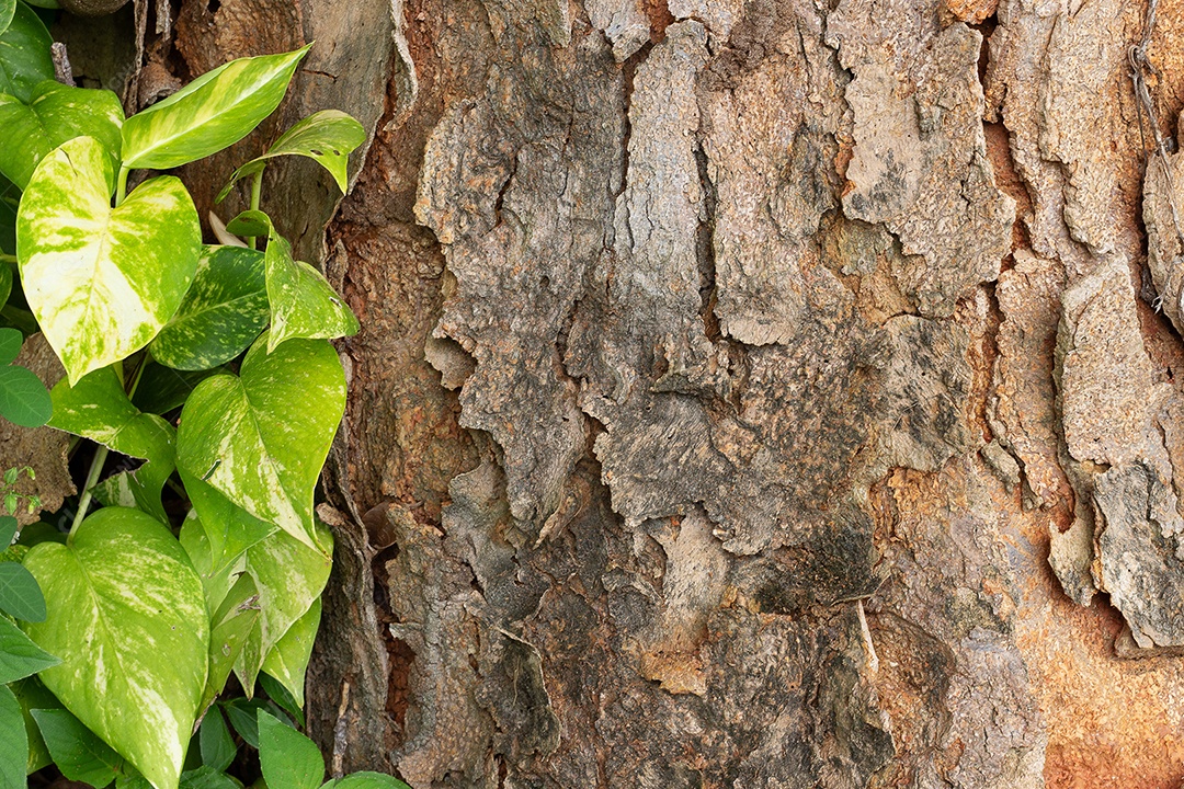 Folhas verdes ao lado da textura da árvore