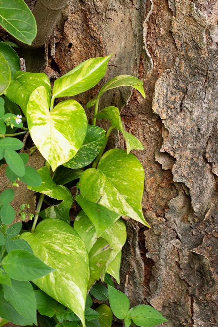 Folhas verdes ao lado da textura da árvore