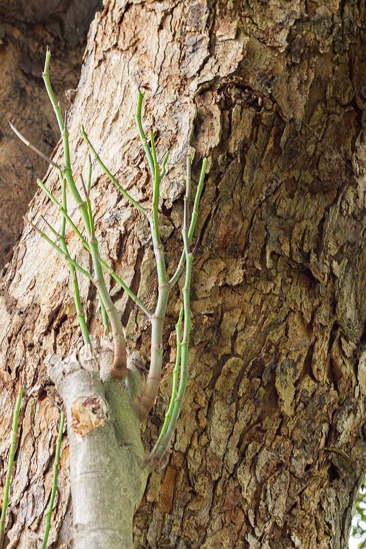 Folhas verdes ao lado da textura da árvore