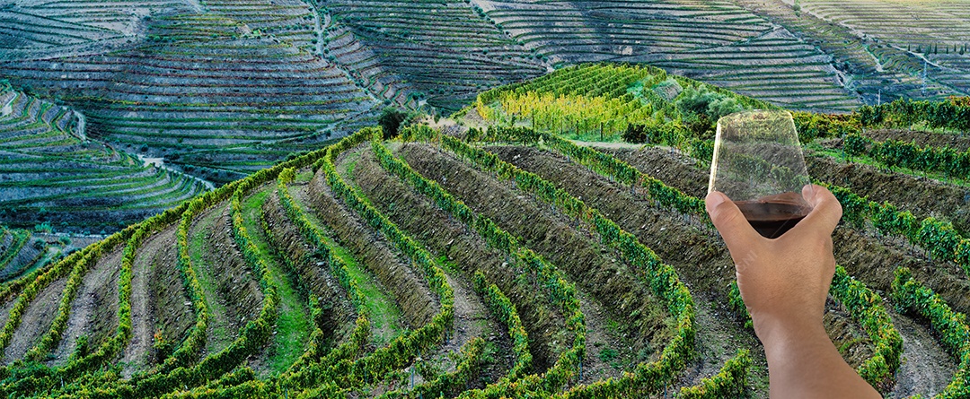 Homem brindando com um copo de vinho do Porto sobre os terraços de vinhas do Vale do Douro, Régua, Portugal