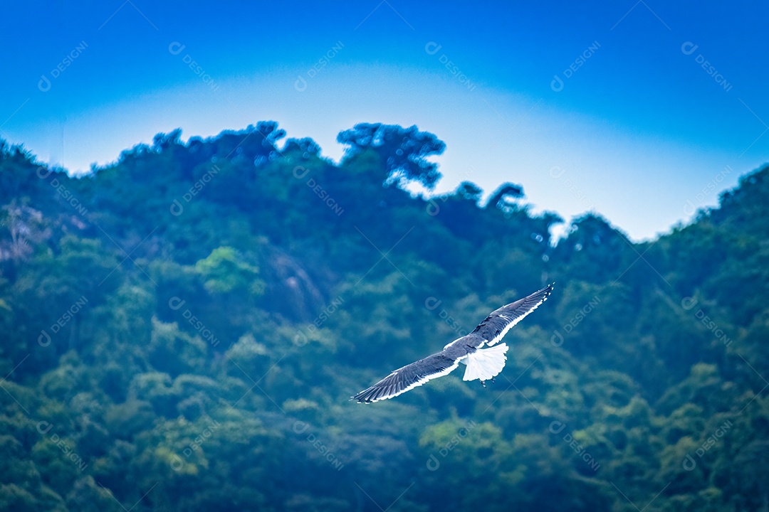 Garça voando em uma curva, com montanha verde ao fundo e céu azul.