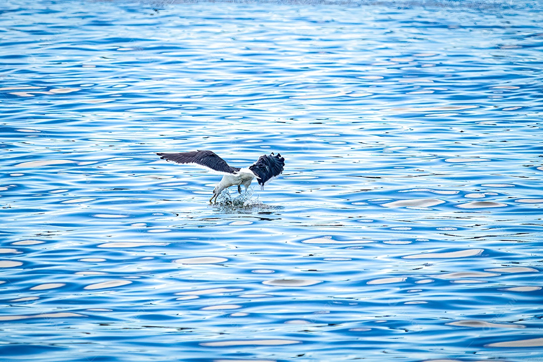 Garça pescando no mar da Baía de Vitória, Espírito Santo, Brasil.