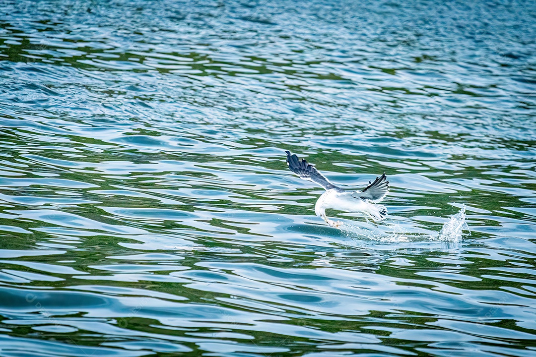 Garça pescando no mar da Baía de Vitória, Espírito Santo, Brasil.