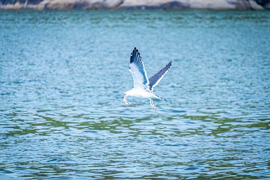 Garça pescando no mar da Baía de Vitória, Espírito Santo, Brasil.