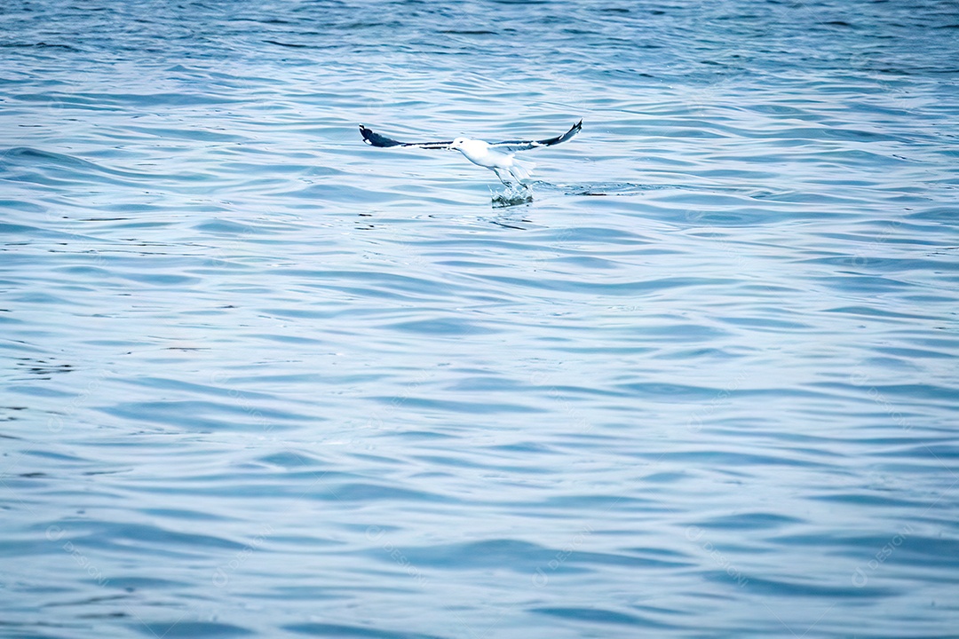 Garça pescando no mar da Baía de Vitória, Espírito Santo, Brasil.