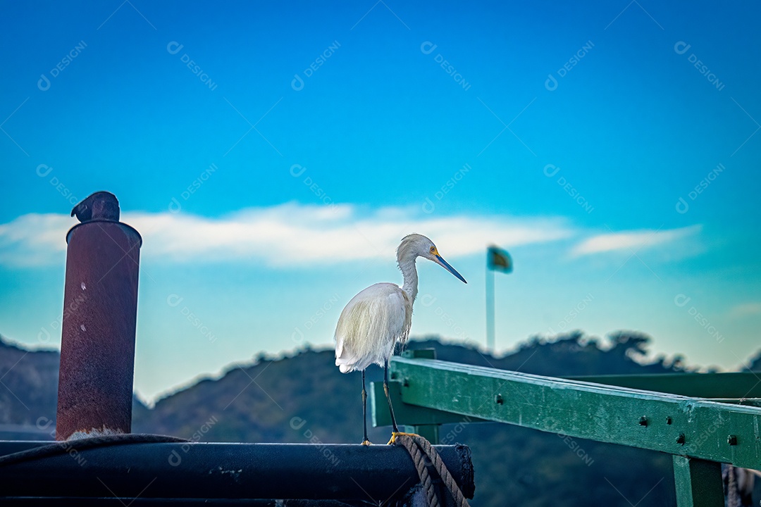 Garça empoleirada no teto de uma embarcação com a bandeira do Brasil ao fundo.