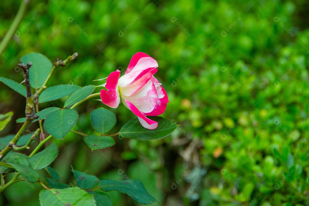 Rosa floribunda em um jardim no Rio de Janeiro, Brasil.