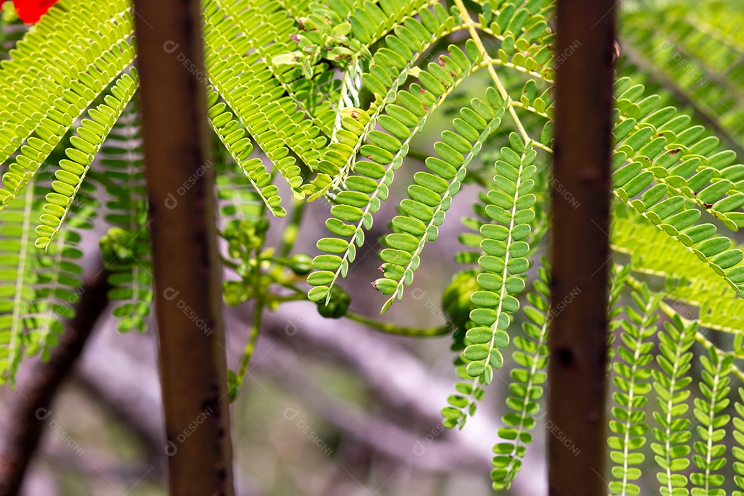 samambaia em um jardim no Morro do Cantagalo, Rio de Janeiro, Brasil.