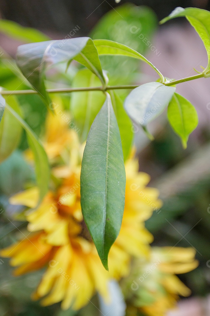 folha verde em um jardim no Rio de Janeiro, Brasil.