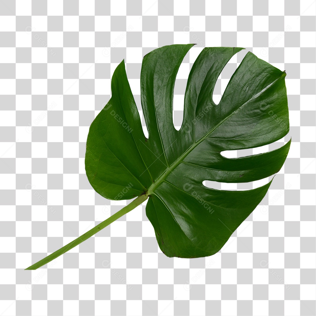 Folha de Costela de Adão PNG Transparente