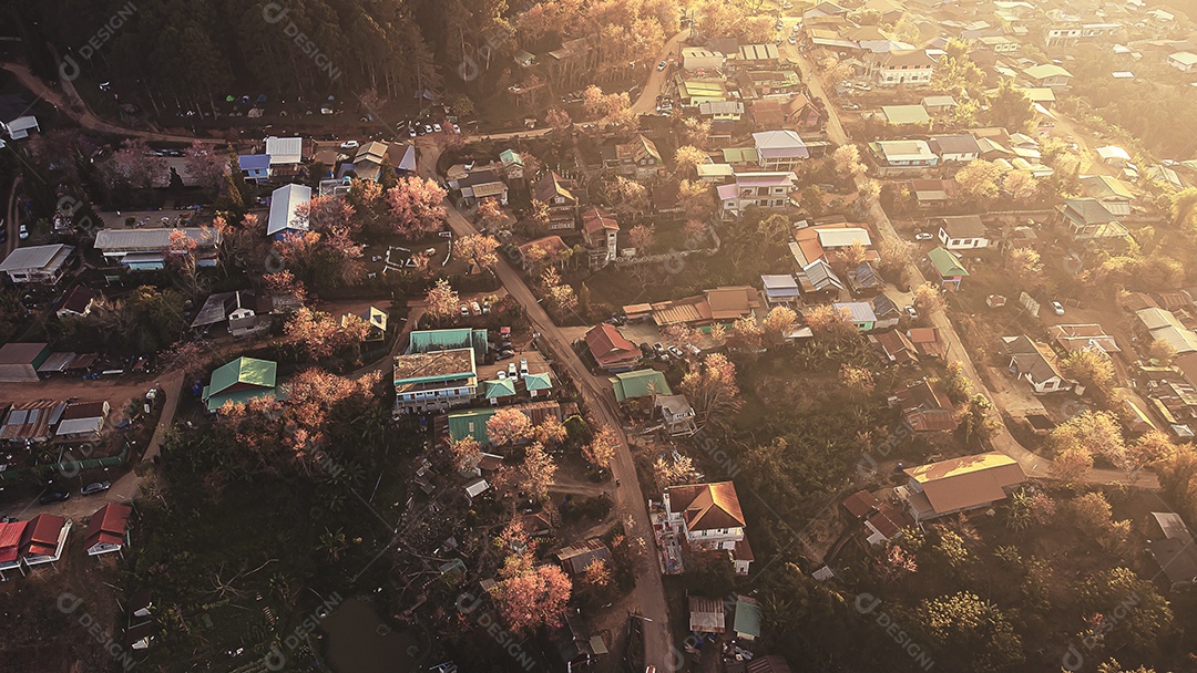 Paisagem de lindas cerejeiras selvagens do Himalaia florescendo flores rosa