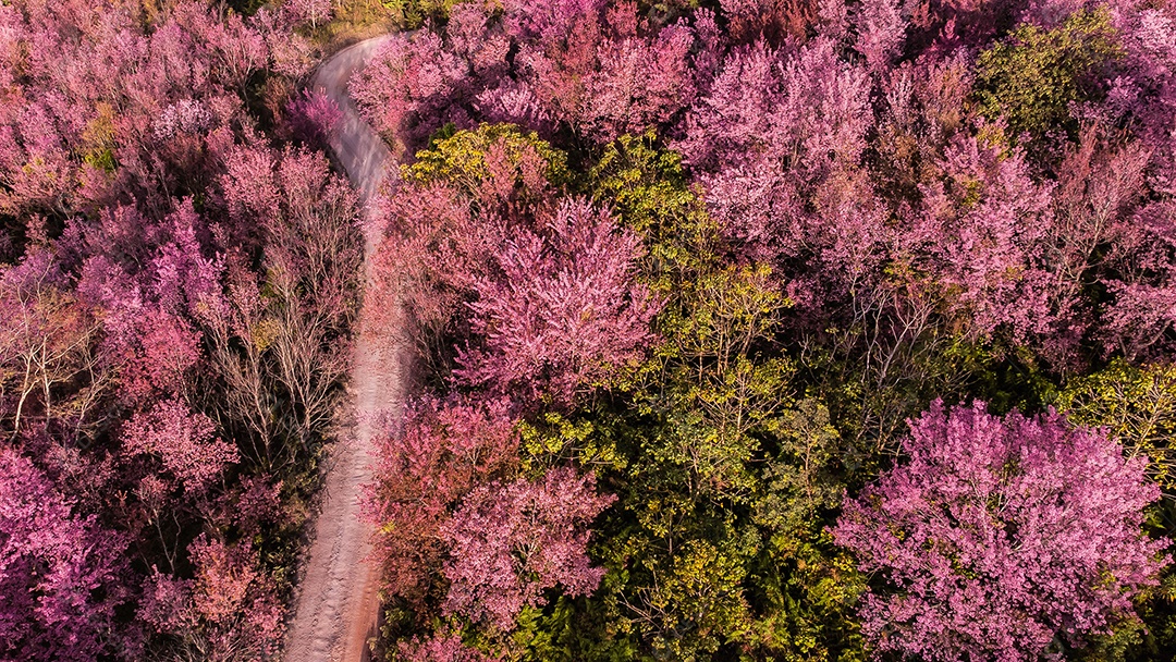 Paisagem de lindas cerejeiras selvagens do Himalaia florescendo flores rosa