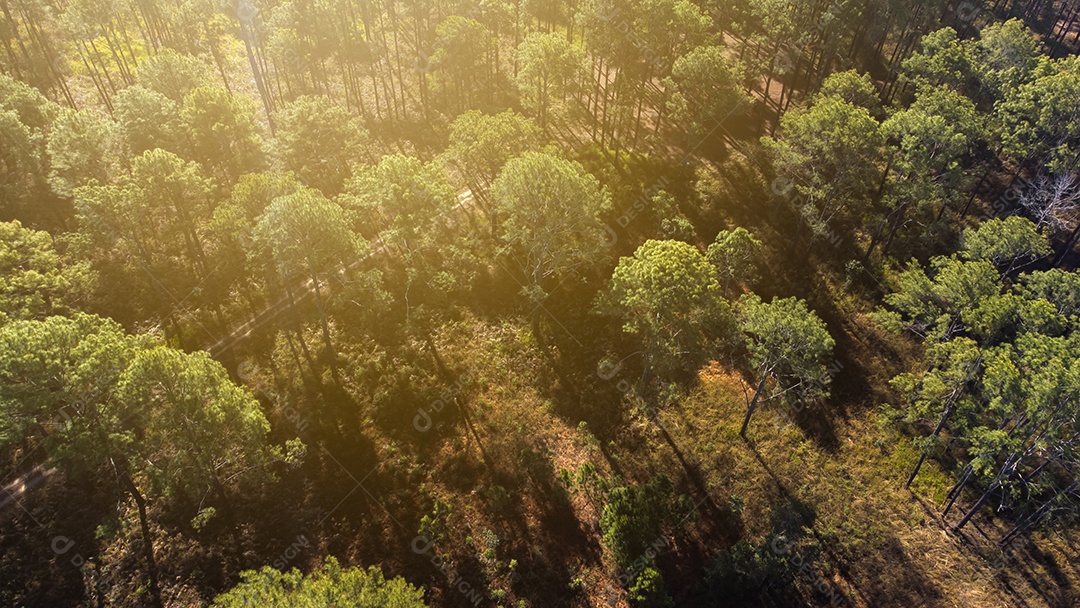 Floresta de pinheiros no verão no parque nacional Thung salaeng luang tailândia
