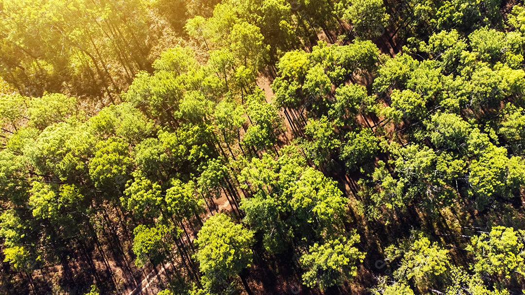 Floresta de pinheiros no verão no parque nacional Thung salaeng luang tailândia